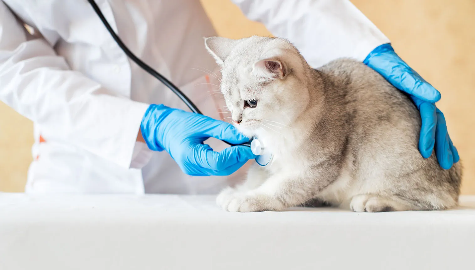 AdobeStock 387580150 BANNER